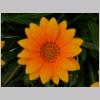 Gazania