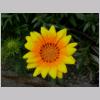Gazania
