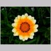 Gazania