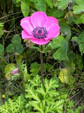 Anemone