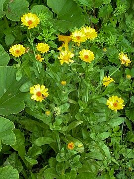 Calendula