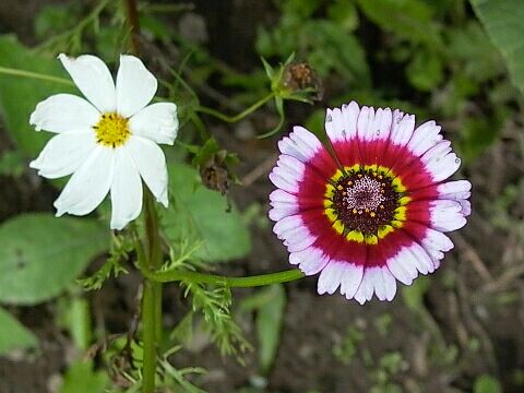 Cosmea und Gaillardia