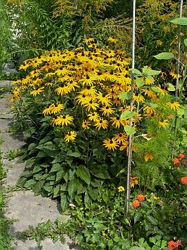 Rudbeckia
