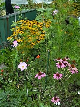 Rudbeckia und Echinacea