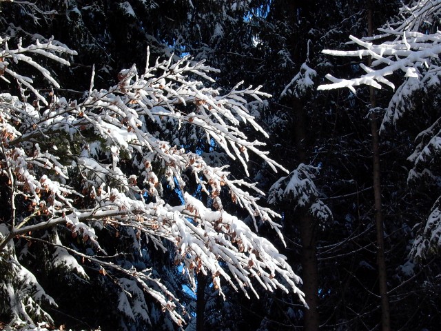 K&ouml;nizbergwald, Dezember 2010