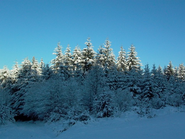 K&ouml;nizbergwald, Dezember 2010