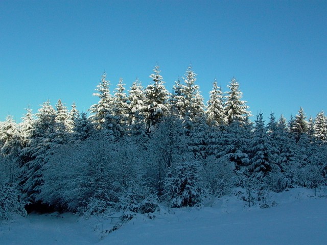 Könizbergwald, Dezember 2010