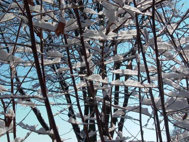 K&ouml;nizbergwald, Dezember 2010