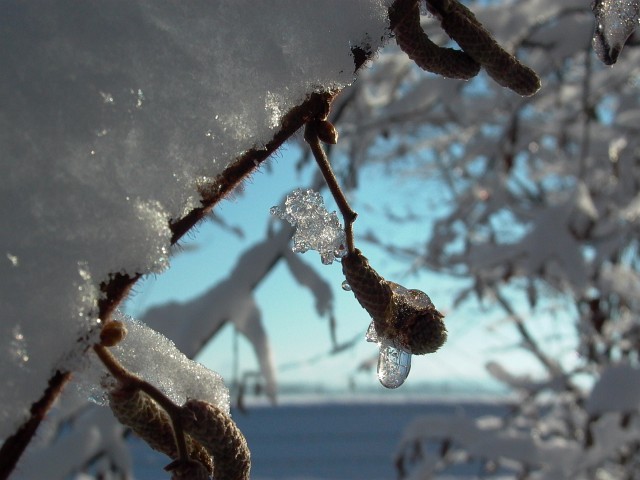 K&ouml;nizbergwald, Dezember 2010