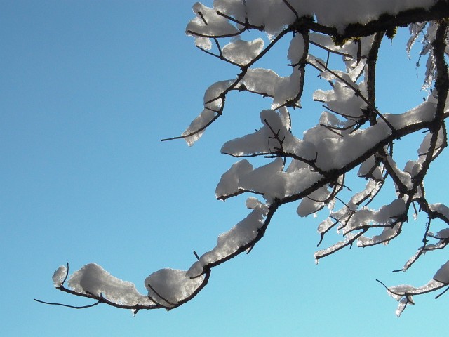 K&ouml;nizbergwald, Dezember 2010