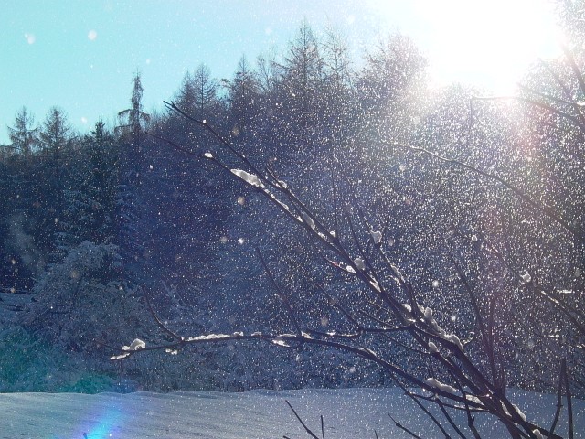 K&ouml;nizbergwald, Dezember 2010