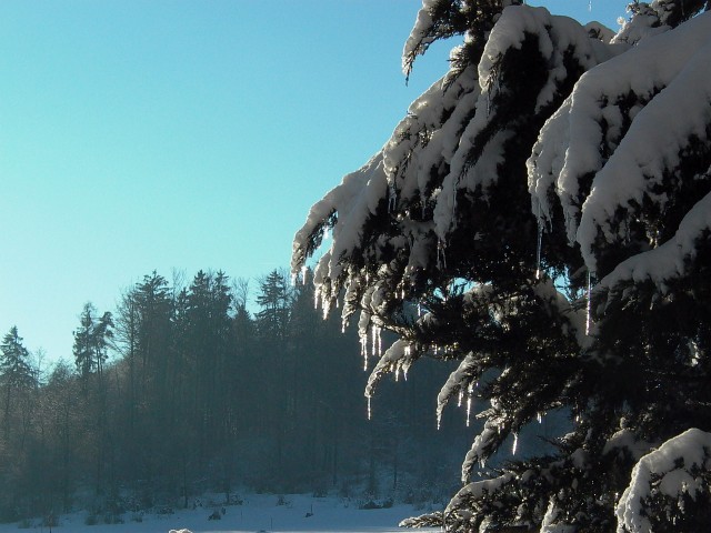 K&ouml;nizbergwald, Dezember 2010