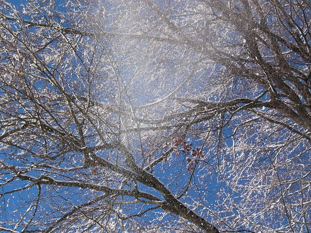 K&ouml;nizbergwald, Dezember 2010