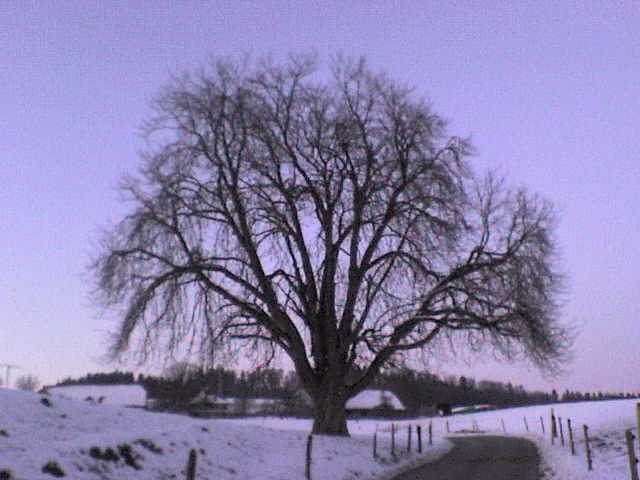 Baum im Winter, Januar 2011