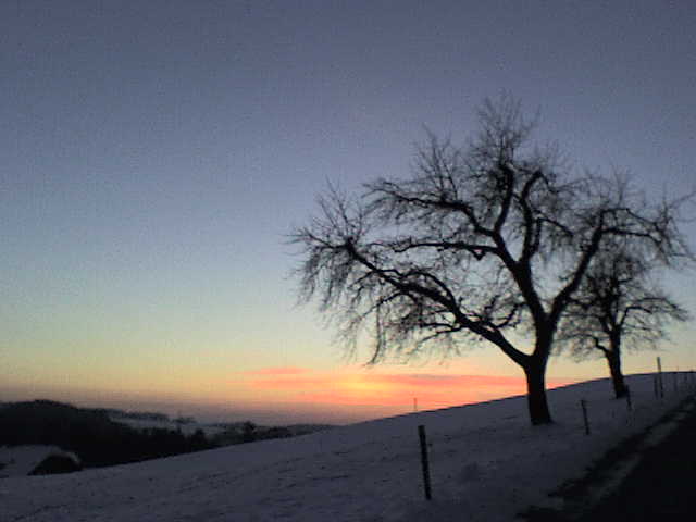 B&auml;ume im Winter, Januar 2011